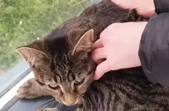 Chat tigré perdu - Rue Davesne - photo
