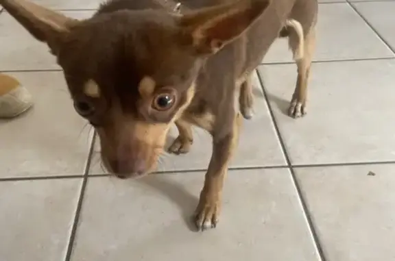 Chien perdu retrouvé à Mordelles - photo