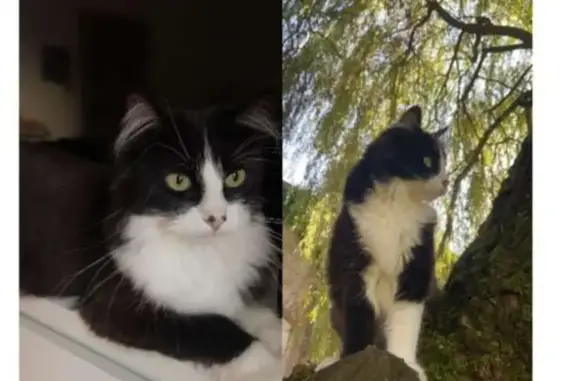 Animaux perdus , photo: Chatte Thya noire et blanche perdue