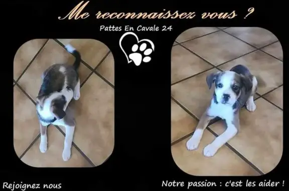 Chiot tricolore perdu, St-Sauveur - photo
