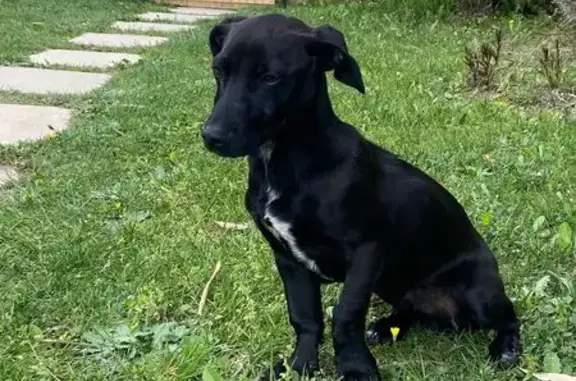 Chiot amaigri et infesté trouvé - photo