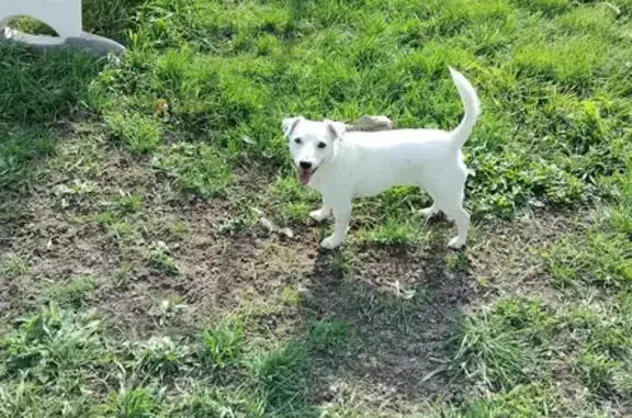 Chien perdu , photo : Jack Russell blanc perdu à Bézenet