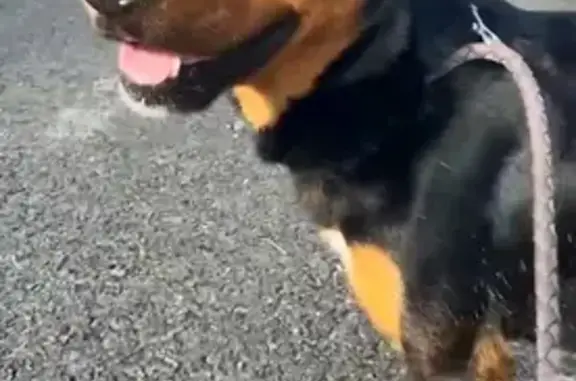 Chien perdu à Villenave retrouvé - photo