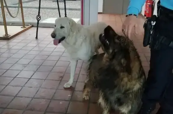 Chien retrouvé à la caserne - photo