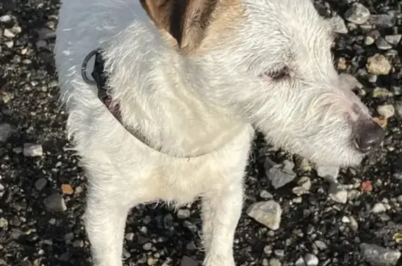 Jack Russell blanc perdu à Cherbourg - photo