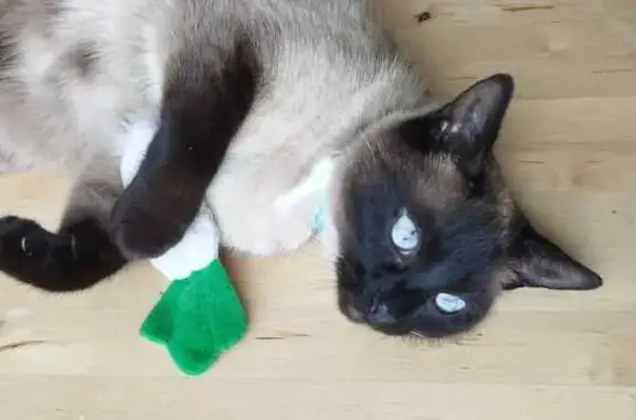 Chat perdu, Saint-Brieuc, photo: Chatte Siamoise Perdue - Saint-Brieuc