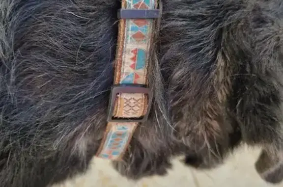 Chien perdu retrouvé à Pélissanne - photo
