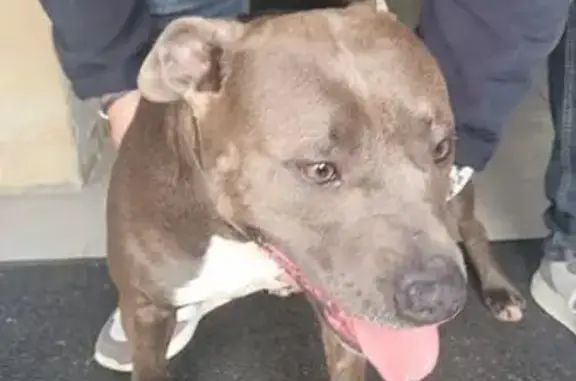 Animaux trouvés Châteauneuf-les-Martigues, photo: Chien perdu retrouvé à Istres