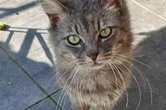 Animaux perdus Mercurol-Veaunes, photo: Chat gris tigré perdu à Mercurol