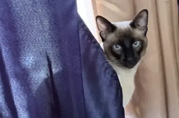 Lost Siamese Male Cat - Fairview Ave #36