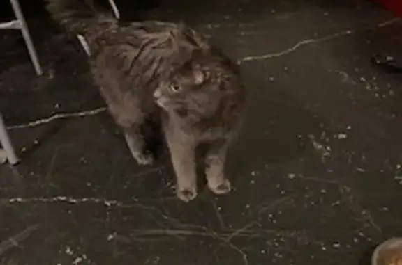 Animaux trouvés Tours, photo: Chat gris à poils longs trouvé