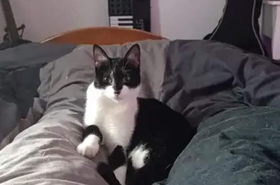 Animaux perdus Nantes, photo: Chatte Crevette perdue à Nantes