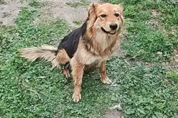 Chien noir/marron trouvé à Palau - photo