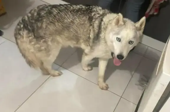 Chien perdu Marmande, photo : Alerte Husky Senior Perdu