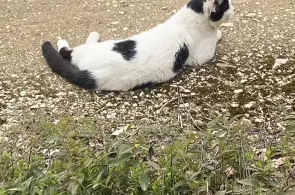 Chat trouvé , photo: Chat sociable trouvé à l’aérodrome