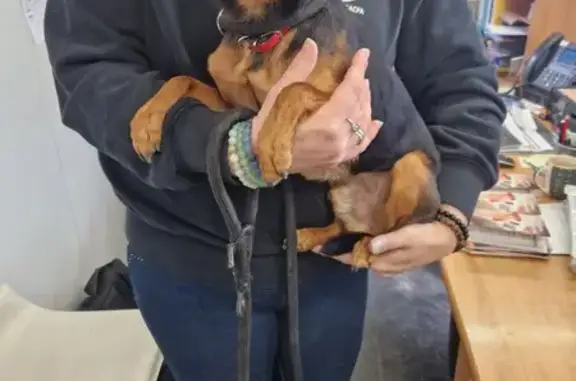 Chien perdu à Melun avec puce - photo