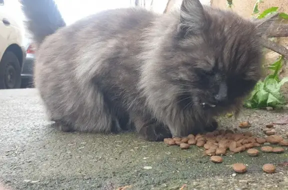Chat enceinte trouvé à Mulhouse - photo