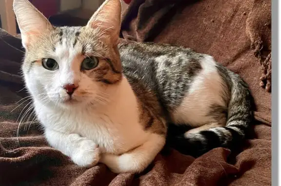 Animaux trouvés Angers, photo: Chat blanc-gris perdu à Angers