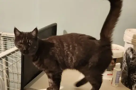 Animaux perdus , photo: Chatte Maine Coon perdue à Belmontet