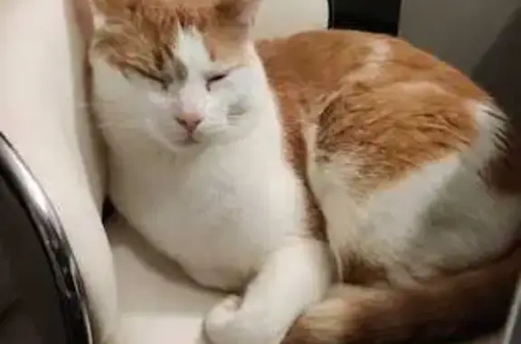 Animaux perdus Grenoble, photo: Chat blanc/roux perdu à Grenoble