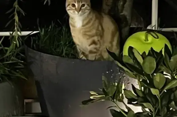 Chat roux sociable perdu à Marange - photo