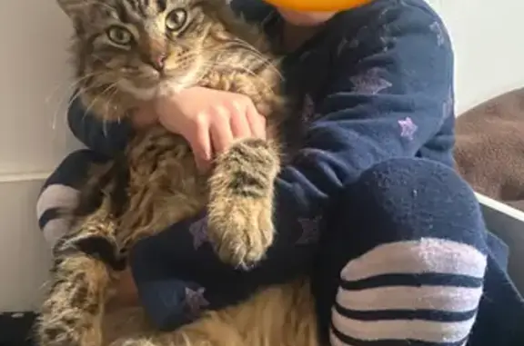 Animaux perdus , photo: Chat Ziane disparu à Pierre-Levée