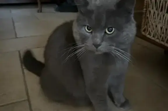 Chat malade disparu à La Croix - photo
