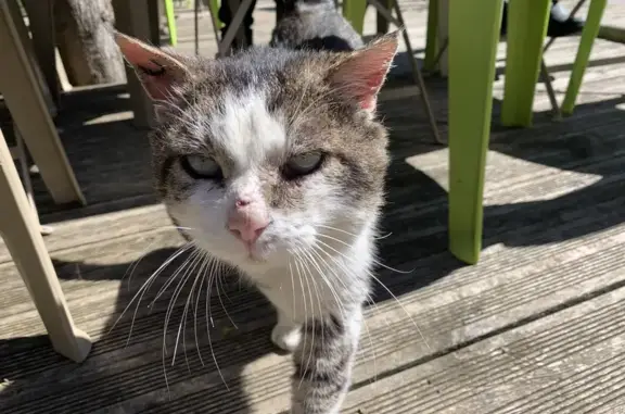 Chat errant tatoué trouvé à Valence - photo