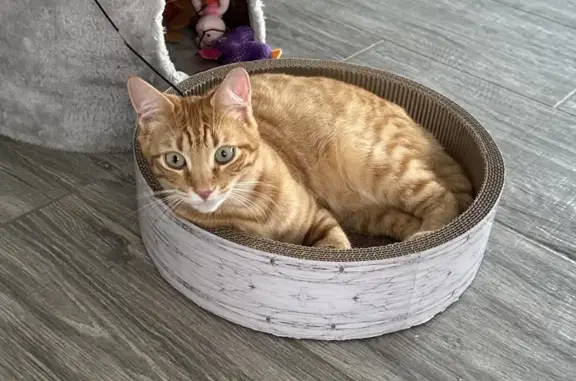 Animaux perdus Béziers, photo: Chatte Perdue à Béziers