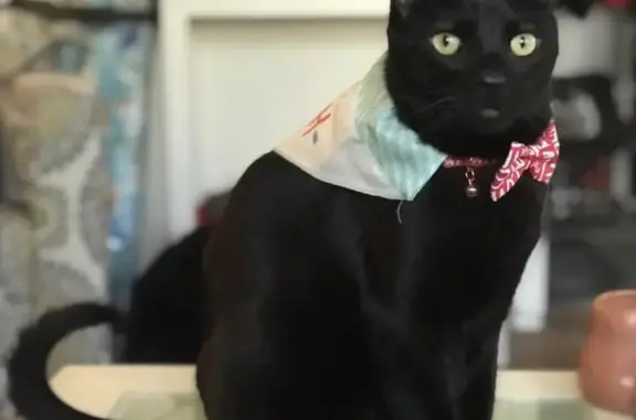 Lost and found pets , photo: Lost Cat Alert: Friendly Black Male - Help!