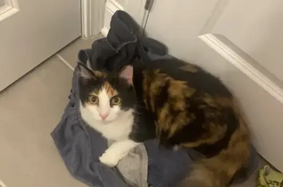 Lost and found pets , photo: Lost Cat: Shy, Tri-Color Indoor Pet - GA