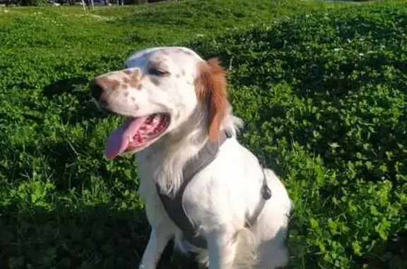 Chien perdu Blanquefort, photo : Setter échappé à Blanquefort
