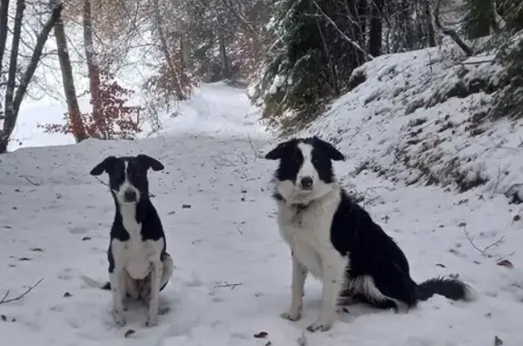 Chien perdu , photo : Alerte: Deux chiennes égarées