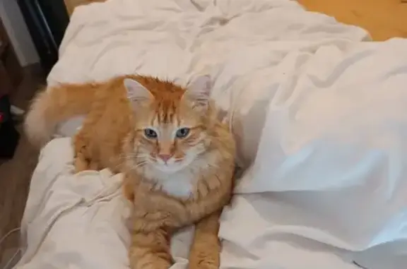 Animaux perdus Vigneux-sur-Seine, photo: Chat roux perdu à Vigneux