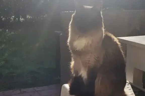 Animaux perdus Toulouse, photo: Chat siamois perdu à Toulouse