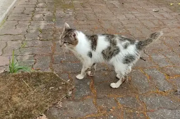 Chat perdu retrouvé à Saran - photo