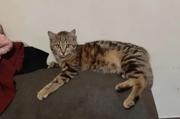 Chat perdu, , photo: Chatte tigrée perdue à Aubignosc