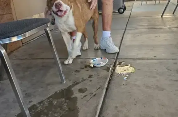 Lost Pup Found - Seeking Owners in Phoenix!