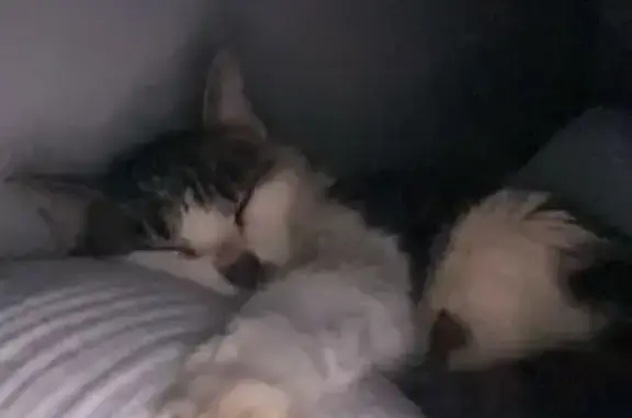 Chat perdu, Épron, photo: Chat aveugle écaillé perdu à Épron