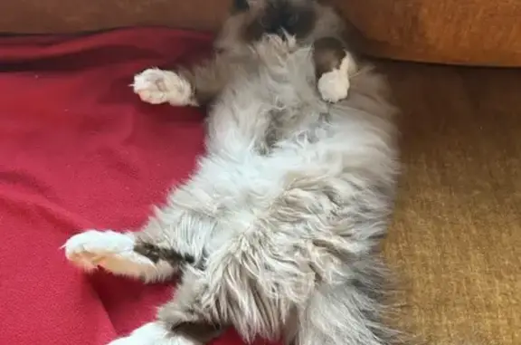 Chat perdu, Alénya, photo: Sisco, Birman craintif perdu
