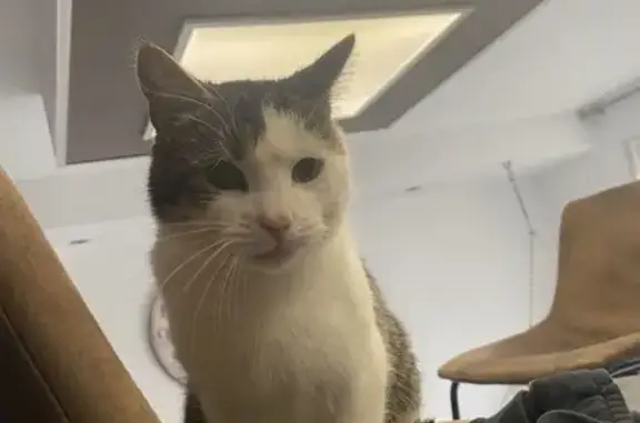 Animaux perdus Sanvignes-les-Mines, photo: Chat Hermès perdu à Sanvignes