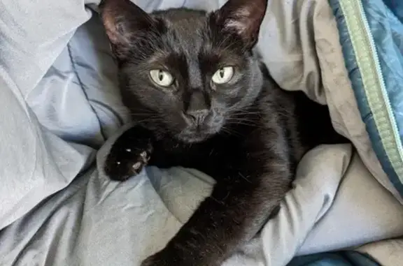 Animaux perdus Cambes-en-Plaine, photo: Chatte Lumia noire perdue à Cambes