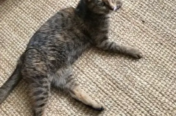 Chatte égarée à Dijon retrouvée - photo