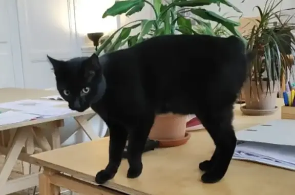 Animaux trouvés Rennes, photo: Chat noir docile retrouvé à Rennes