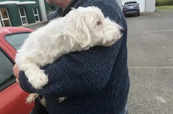 Chien perdu à Eraines retrouvé - photo