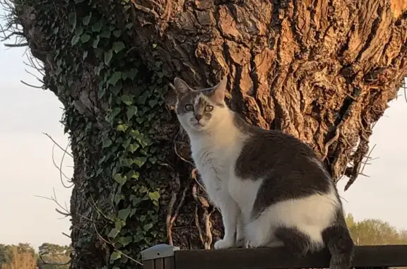 Chat perdu, Bazainville, photo: Chatte blanche et grise perdue