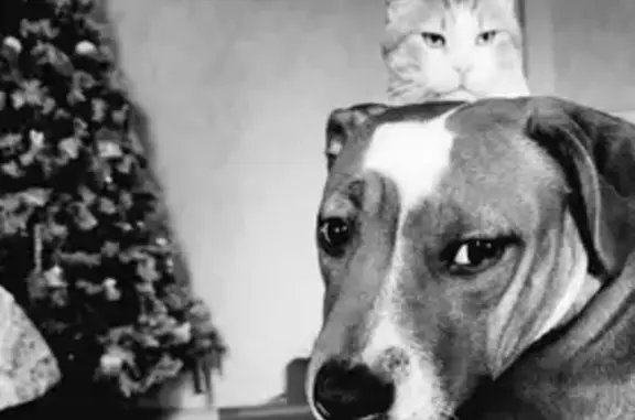 Chien perdu , photo : Staffie marron/blanc perdu à Chémeré