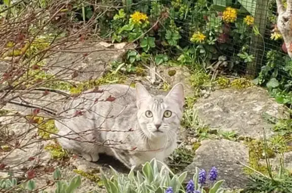 Animaux perdus Pau, photo: Chaton multicolore Freya perdu à Pau