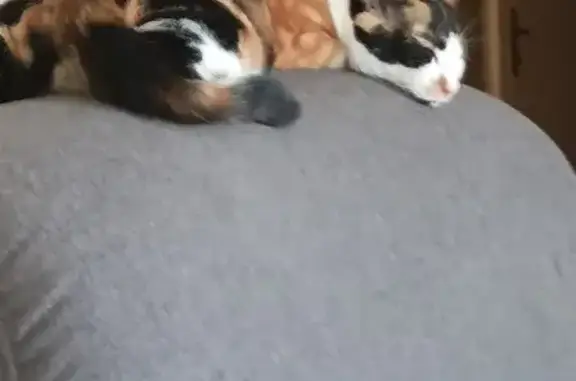 Chat perdu, Albias, photo: Chatte Atome perdue à Albias