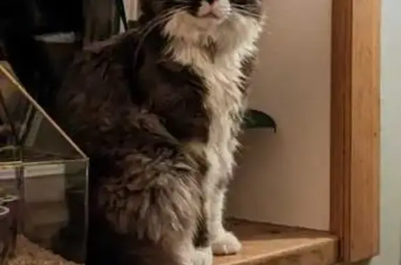 Chat Maincoon noir/blanc perdu - photo